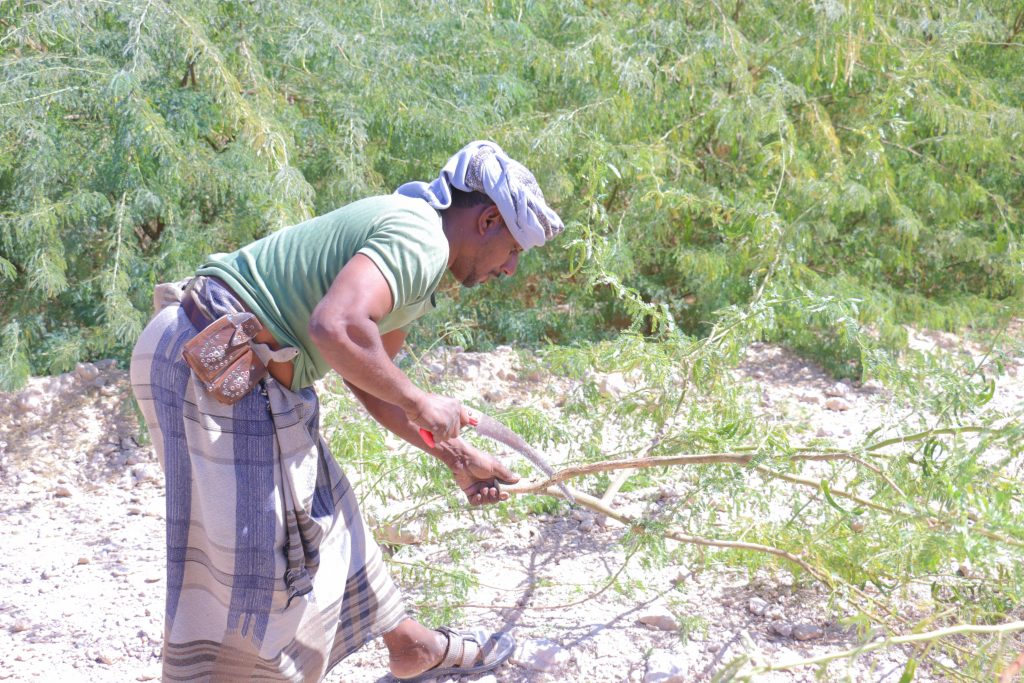 "With support from Deutsch-Jemenitischer Verein für Hilfe und Entwicklung e.V. Albadyh Foundation implemented a project to provide firewood collection tools for poor families in Hadramout." 