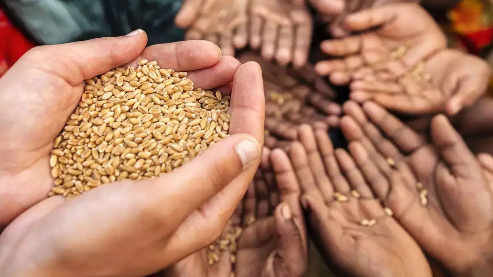 قطاع الامن الغذائي